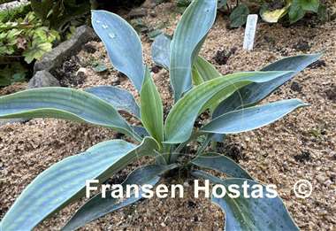 Hosta Purple Verticulated Elf