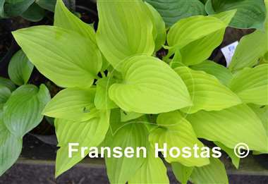 Hosta Purple and Gold