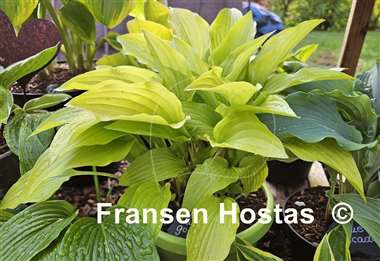 Hosta Purple and Gold