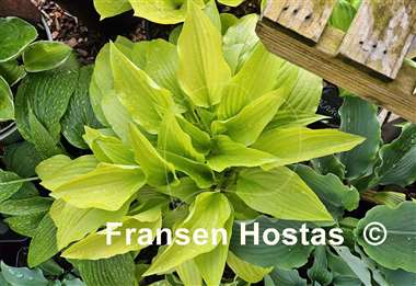 Hosta Purple and Gold