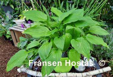 Hosta Purple and Gold