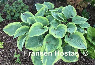 Hosta Pursuit of Happiness