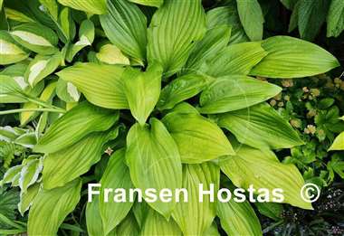 Hosta pachyscapa
