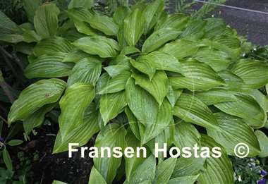 Hosta pachyscapa