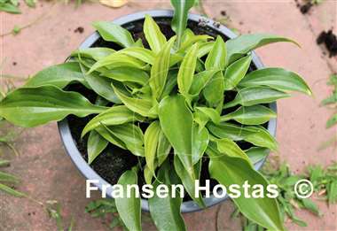 Hosta pulchella