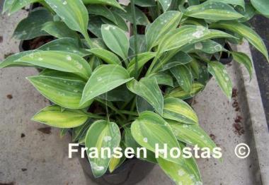 Hosta Pacific Blue Edger Streaked