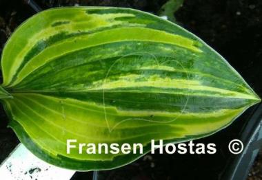 Hosta Pacific Blue Edger Streaked