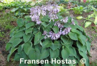 Hosta Pacific Blue Edger