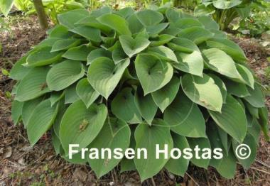 Hosta Pacific Blue Edger