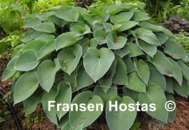 Hosta Pacific Blue Edger