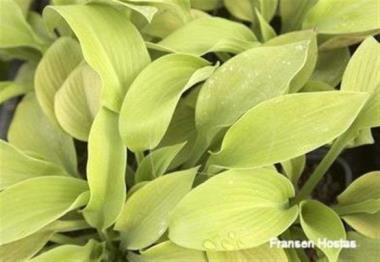 Hosta Pacific Sunlight