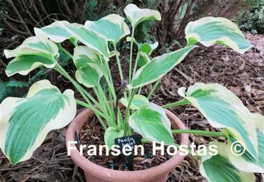 Hosta Pacific Sunset