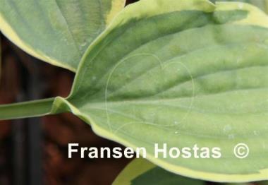 Hosta Pacific Sunset