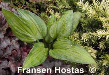 Hosta Paintbrush