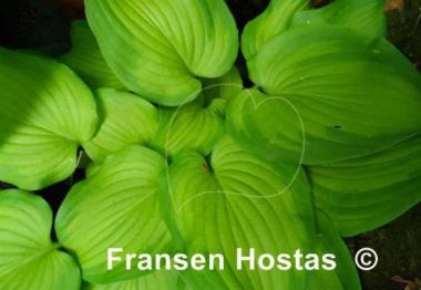 Hosta Paintbrush