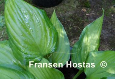 Hosta Paintbrush