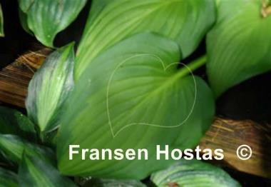 Hosta Paintbrush