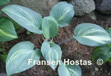 Hosta Painted Desert