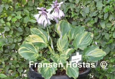 Hosta Paisley Art