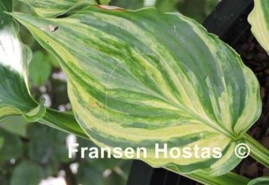 Hosta Paisley Art