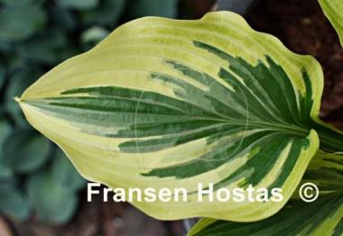 Hosta Paisley Border
