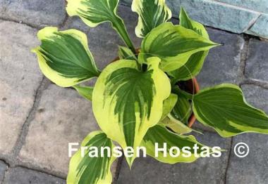 Hosta Paisley Border