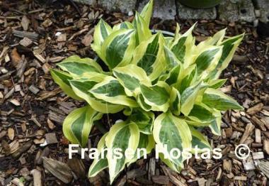 Hosta Pale Dancer