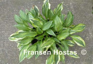 Hosta Pale Dancer