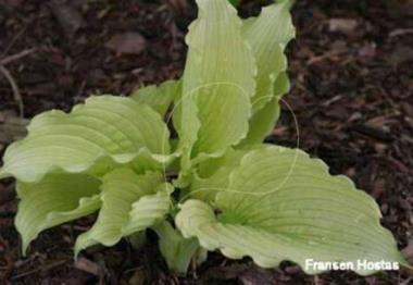 Hosta Pale Gold