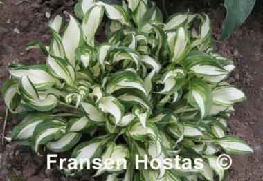 Hosta Paleface