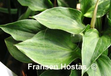 Hosta Pamela Lee
