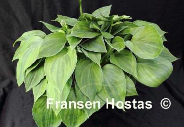 Hosta Pamela Lee