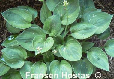 Hosta Pamela Lee