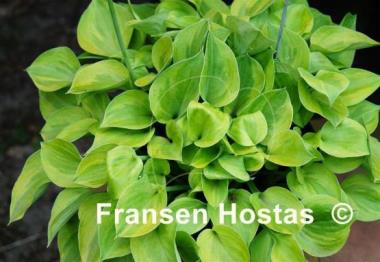 Hosta Pamela Lee