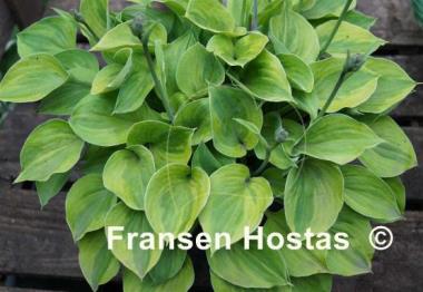 Hosta Pamela Lee