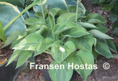 Hosta Pamela Lee