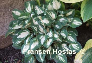 Hosta Pandora's Box
