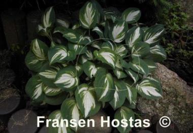 Hosta Pandora's Box