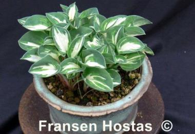 Hosta Pandora's Box