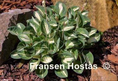 Hosta Pandora's Box