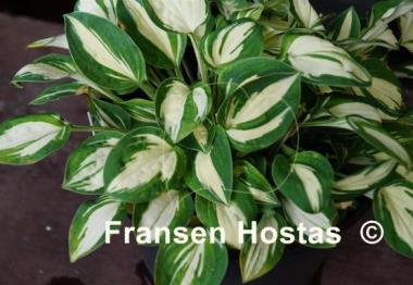 Hosta Pandora's Box