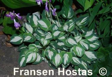 Hosta Pandora's Box