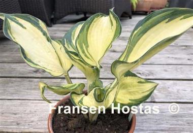 Hosta Papa