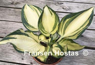Hosta Papa