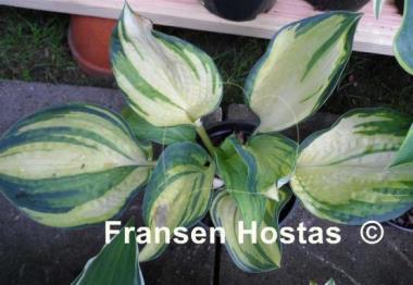 Hosta Papa