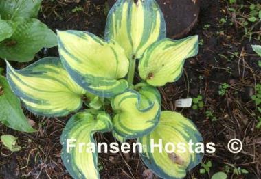 Hosta Papa