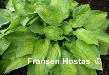 Hosta Paradigm