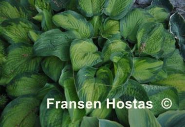Hosta Paradigm