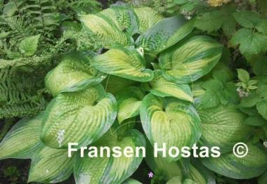 Hosta Paradigm
