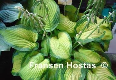 Hosta Paradigm
